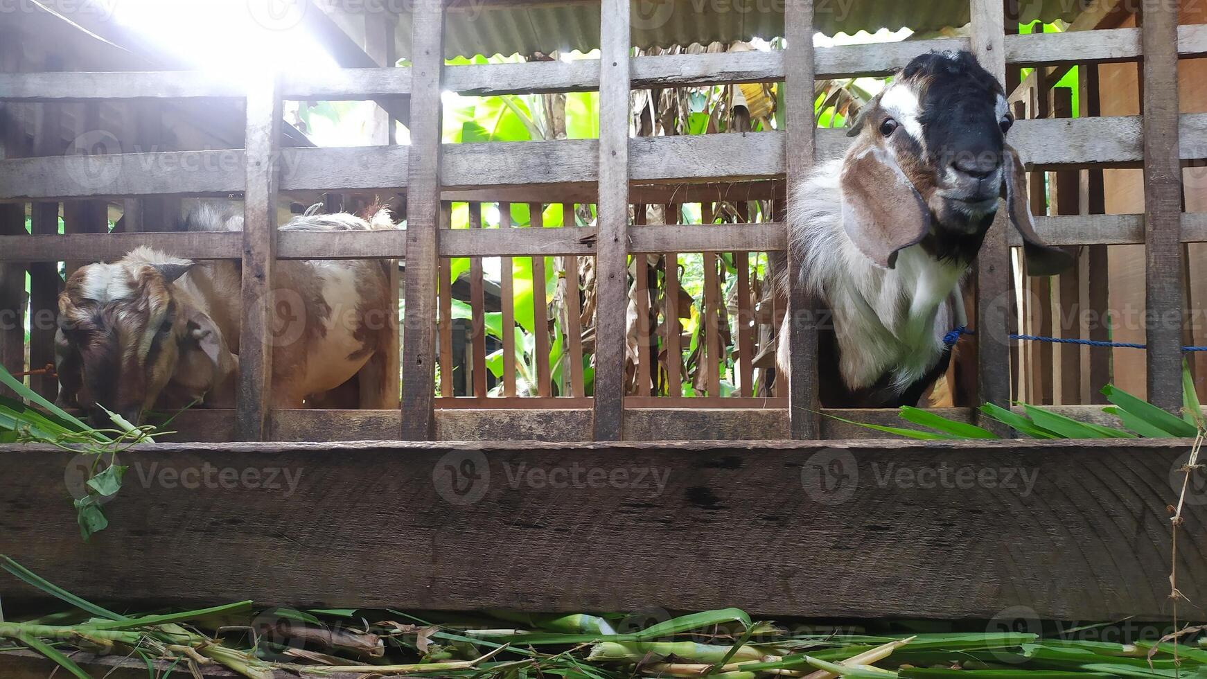 two goats in a cage with grass and leaves photo