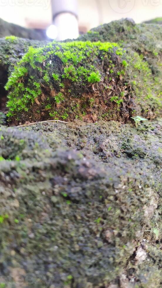 a close up of moss growing on a rock, photo