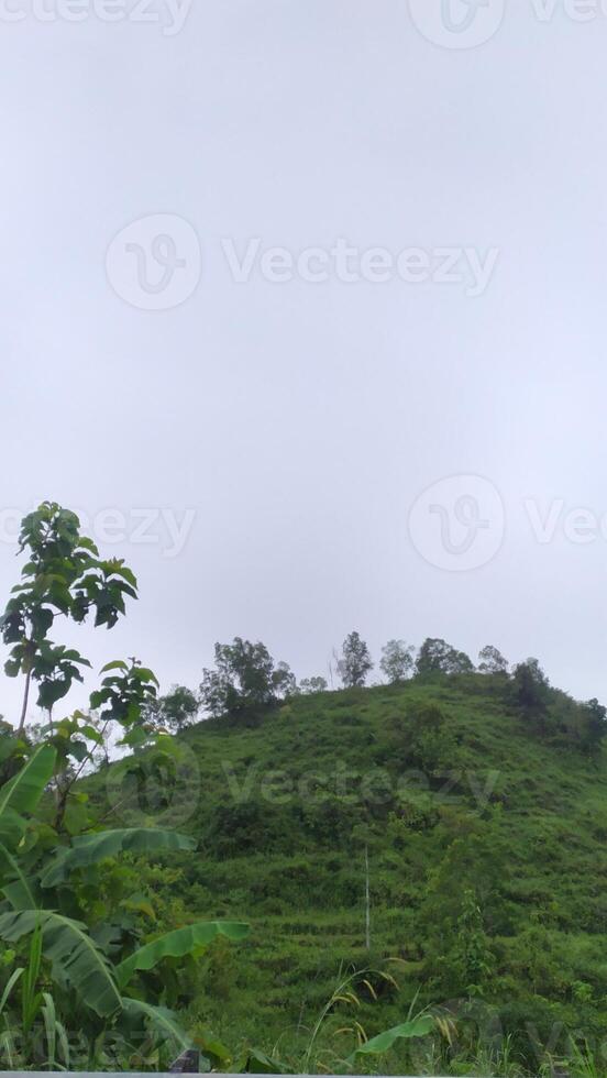 a hill with green grass and trees photo