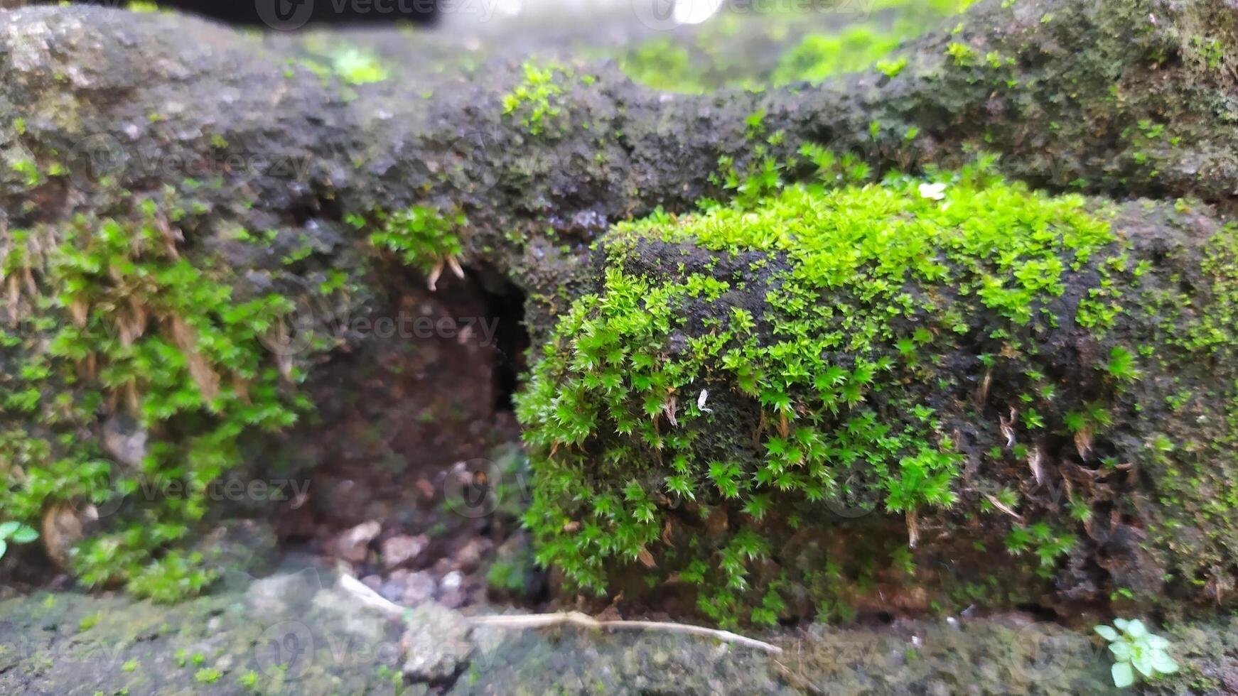 a close up of moss growing on a tree stump photo