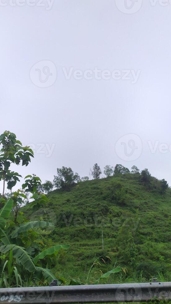 a view of a hillside with a fence and trees photo