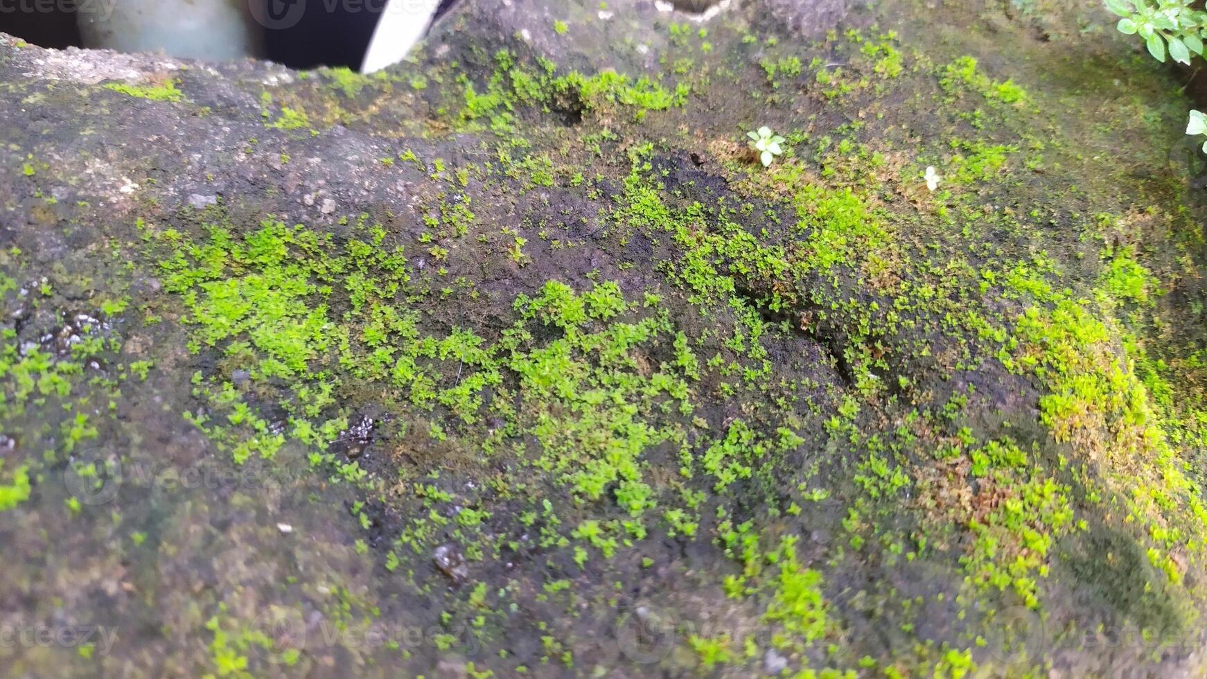 moss growing on a rock in the forest photo