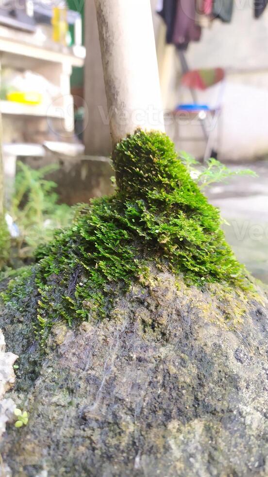a mossy rock with a stick sticking out of it photo