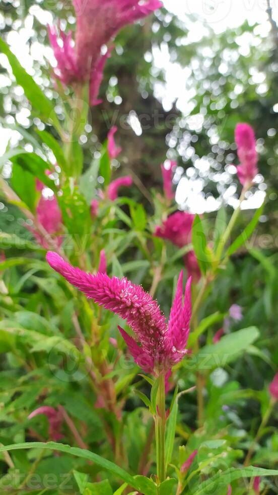 a pink flower with green leaves in the middle of a field photo