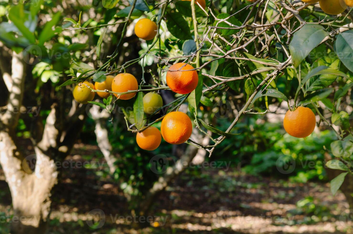 Mandarin Grove- Verdant with ripe fruits in a well tended garden on a winter day of the sun photo