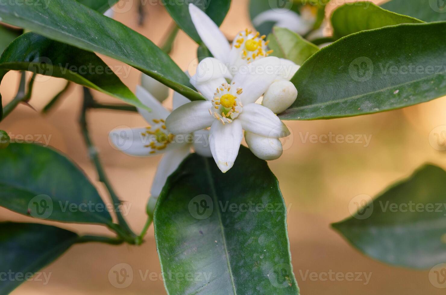 Aromatic orange blossoms in full bloom on a citrus tree. photo