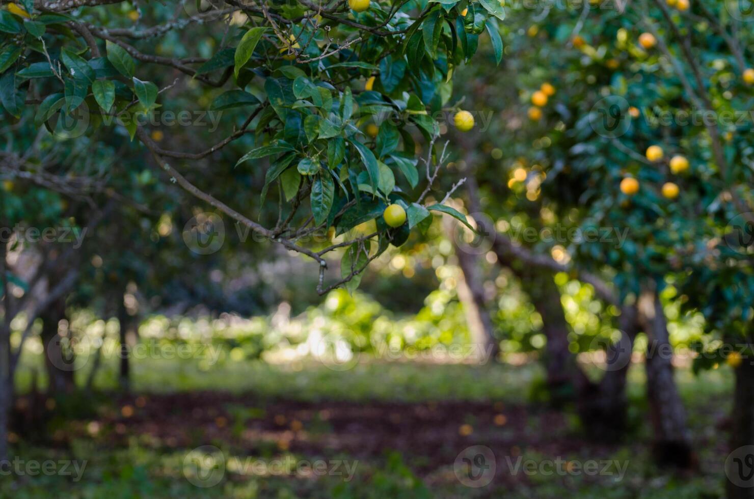 Orange ,Mandarin Orchard Bliss A Well Groomed Citrus Retreat grove ,garden photo