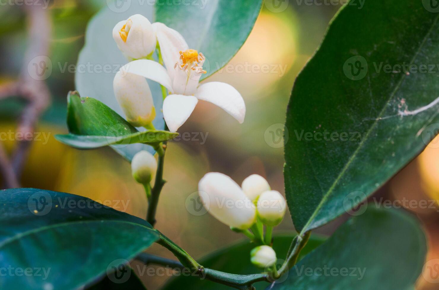 Orange Tree Flowers and Fruits From Fragrant Blossoms to Juicy Ripe Oranges photo