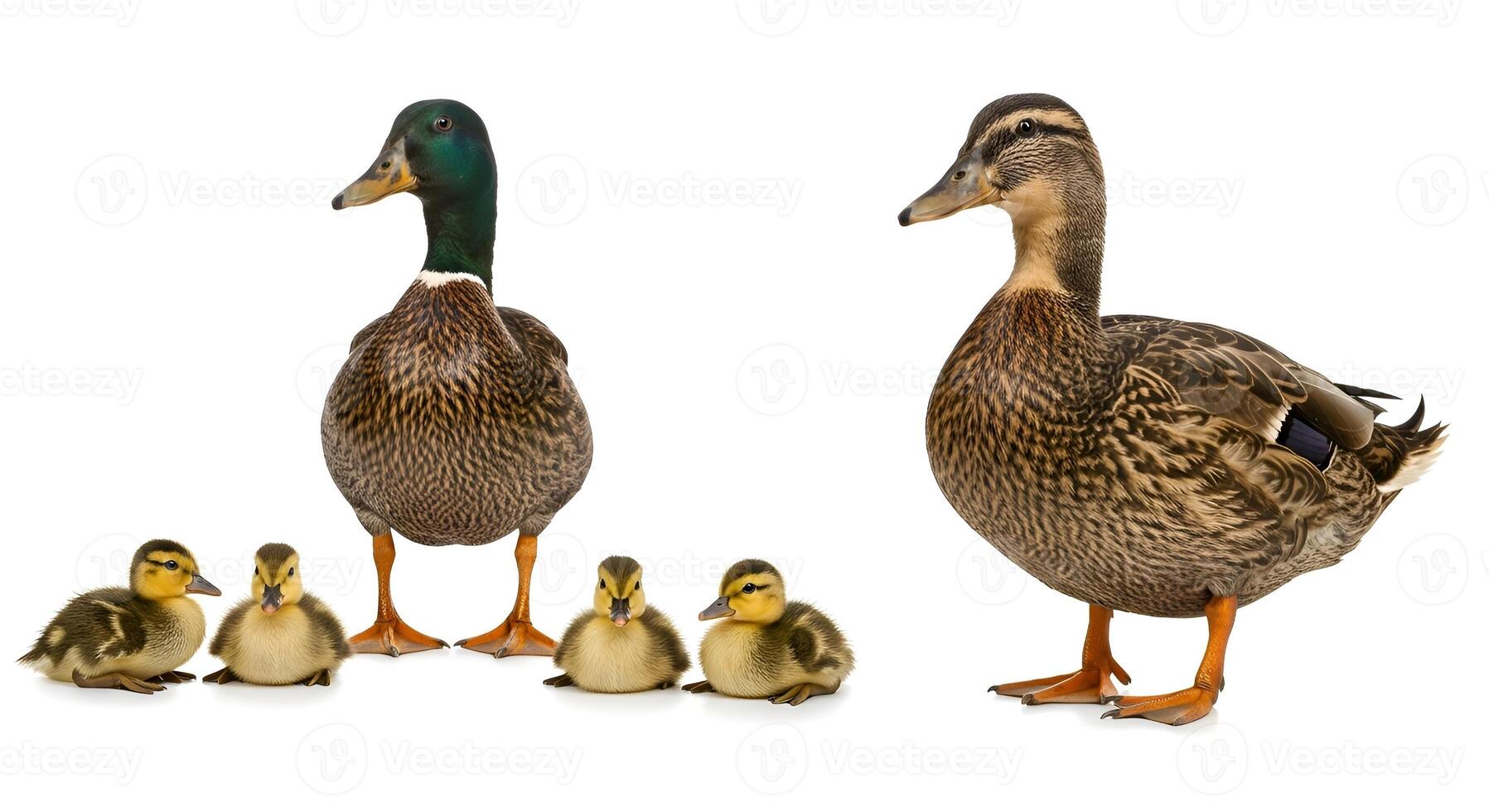 Duck family with four ducklings photo