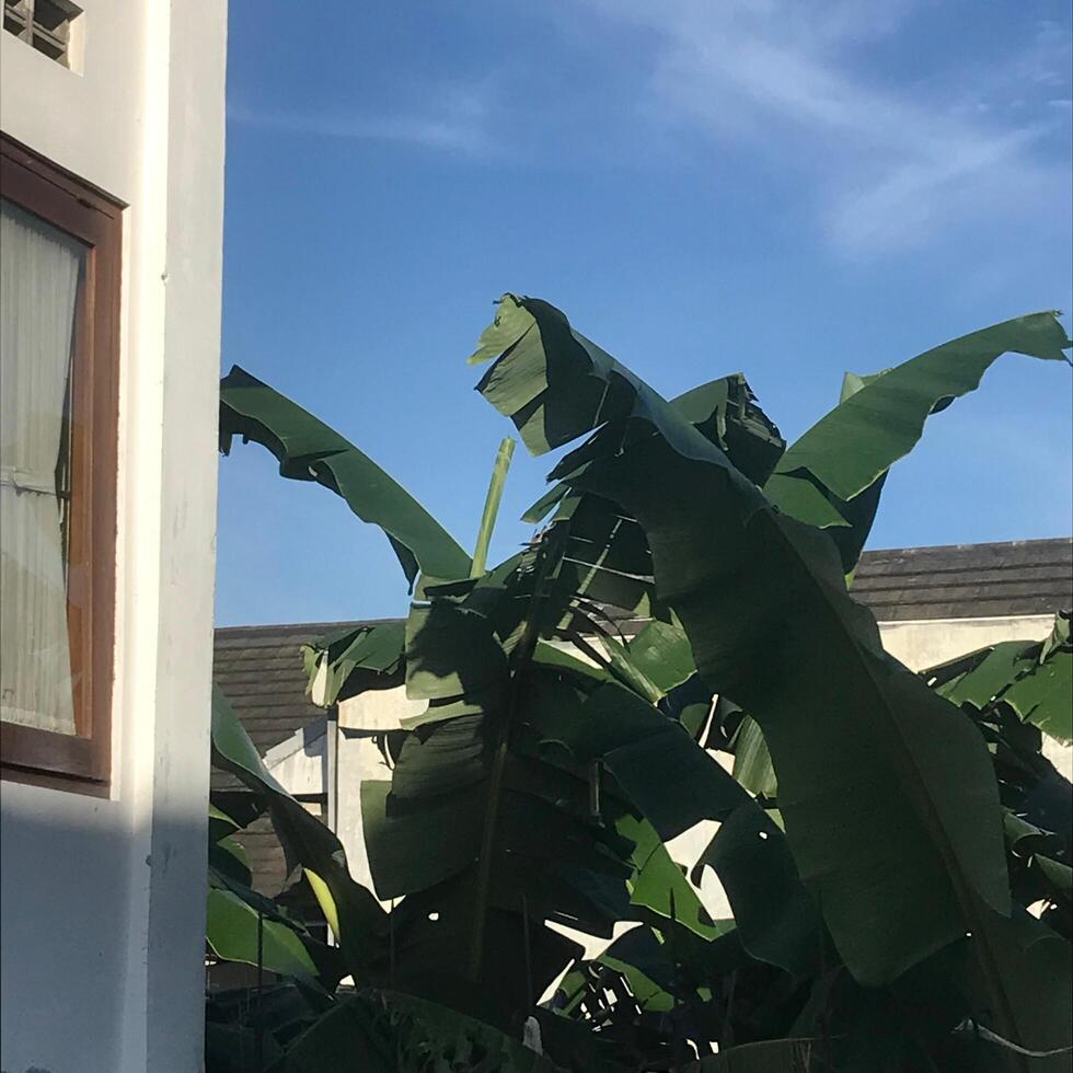 banana tree in front of a house with a window photo