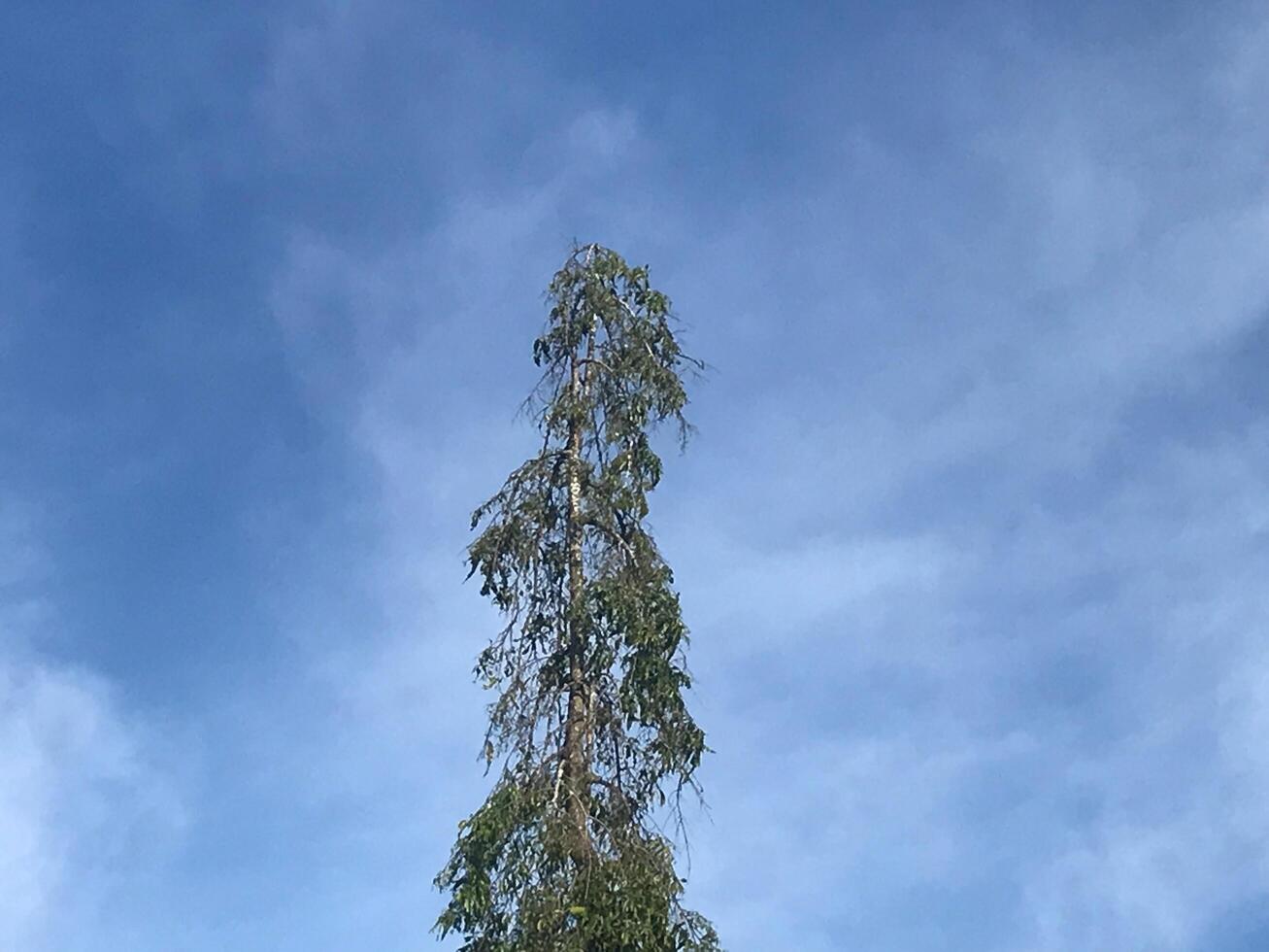 Tall tree with a blue sky in the background photo