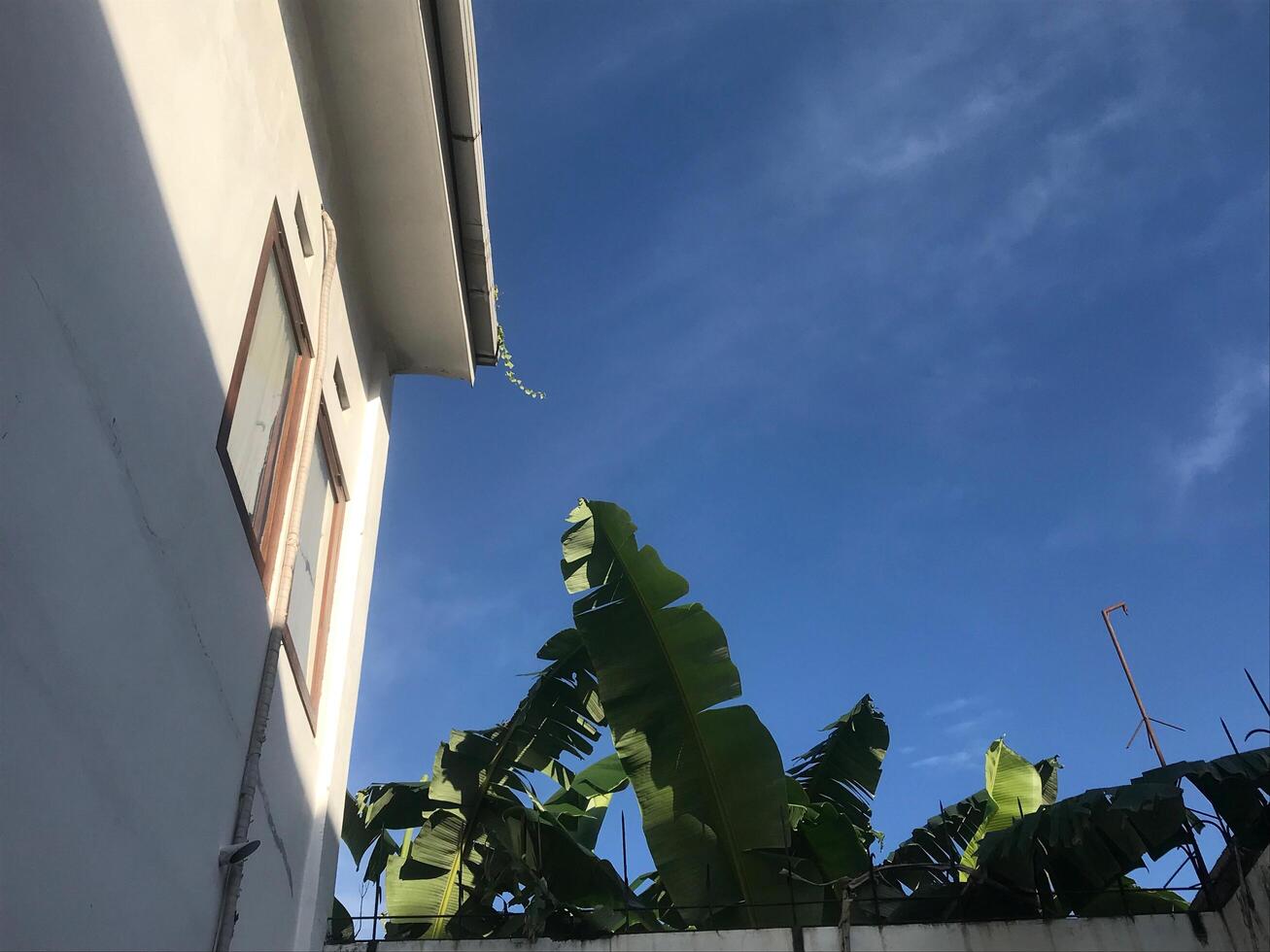 Banana tree is in front of a building photo