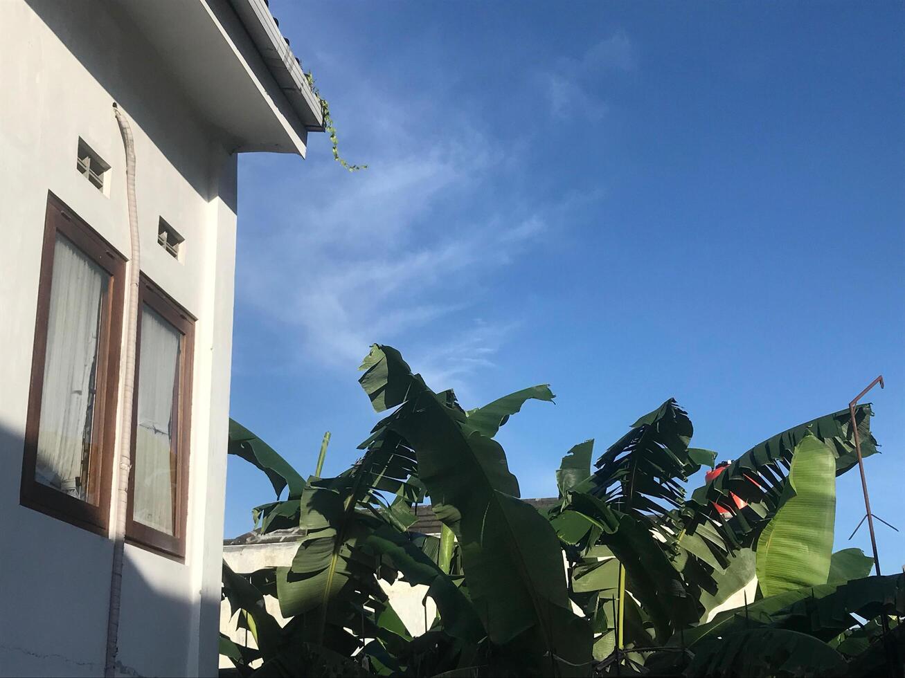Building where the homestay with banana leaf photo