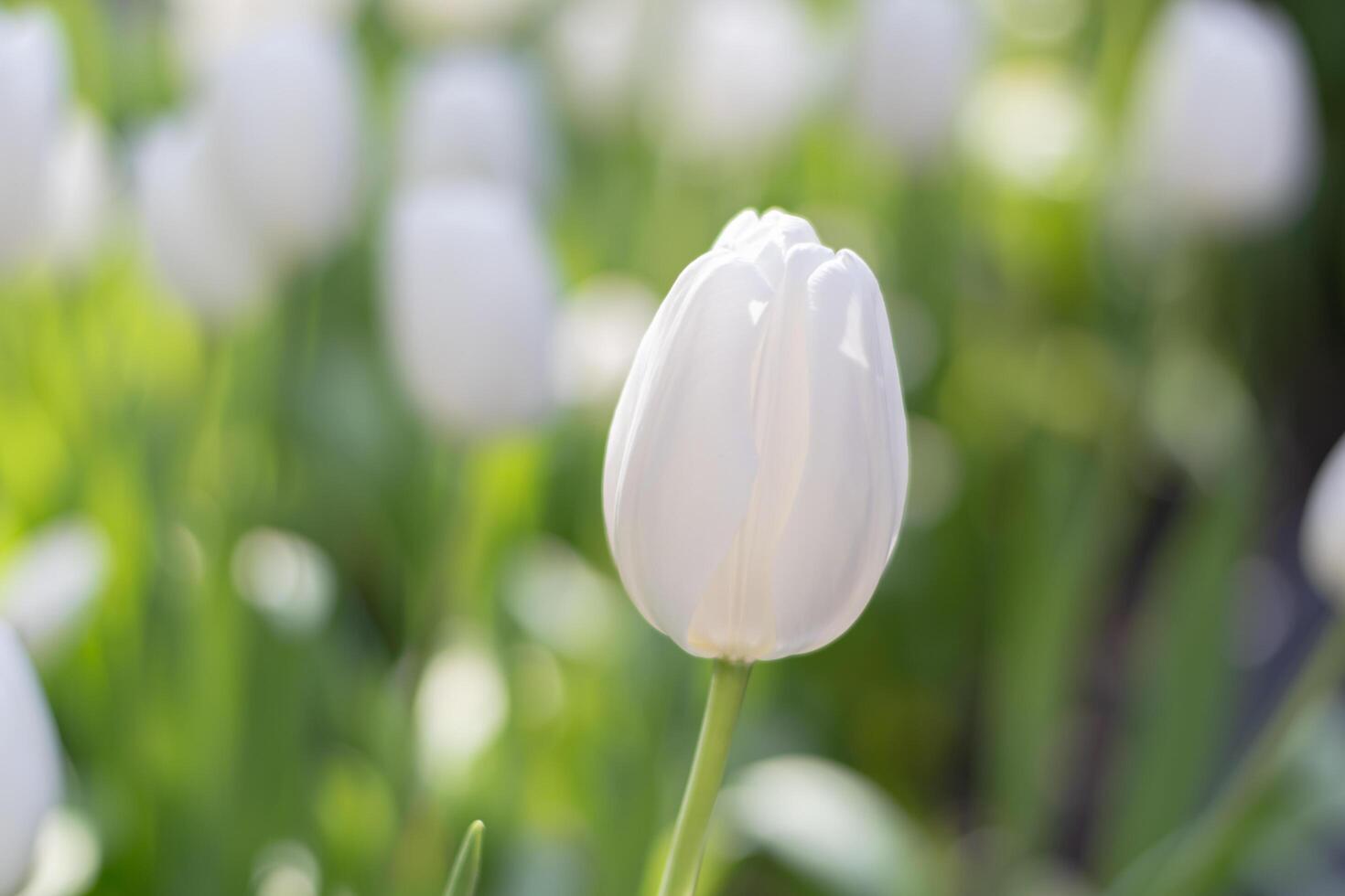 White tulip flower head blooming in local park. photo
