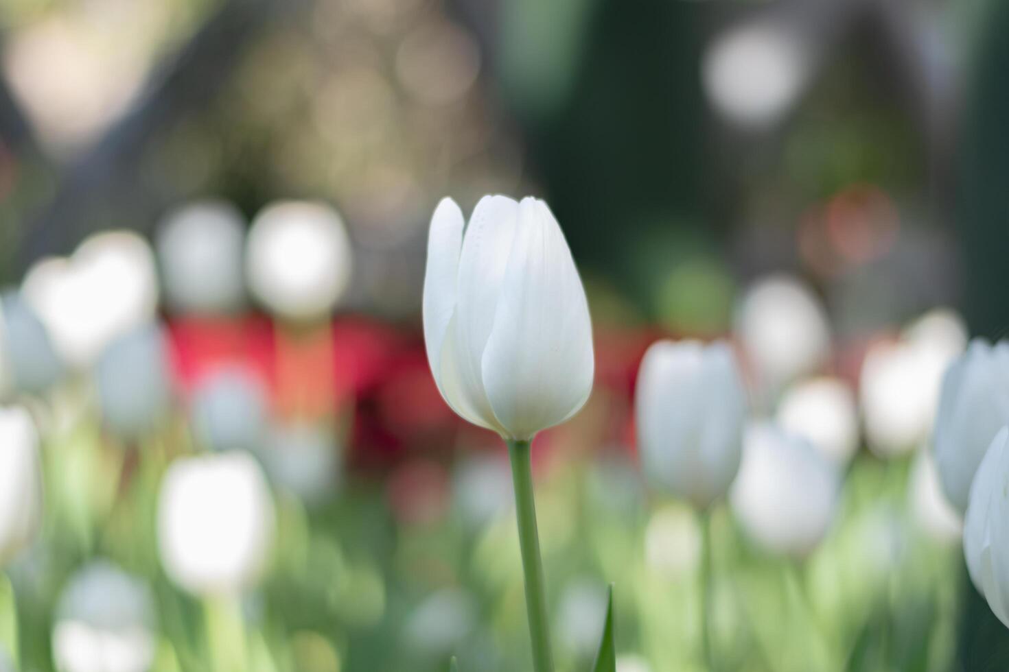 White tulip flower in local national park. photo