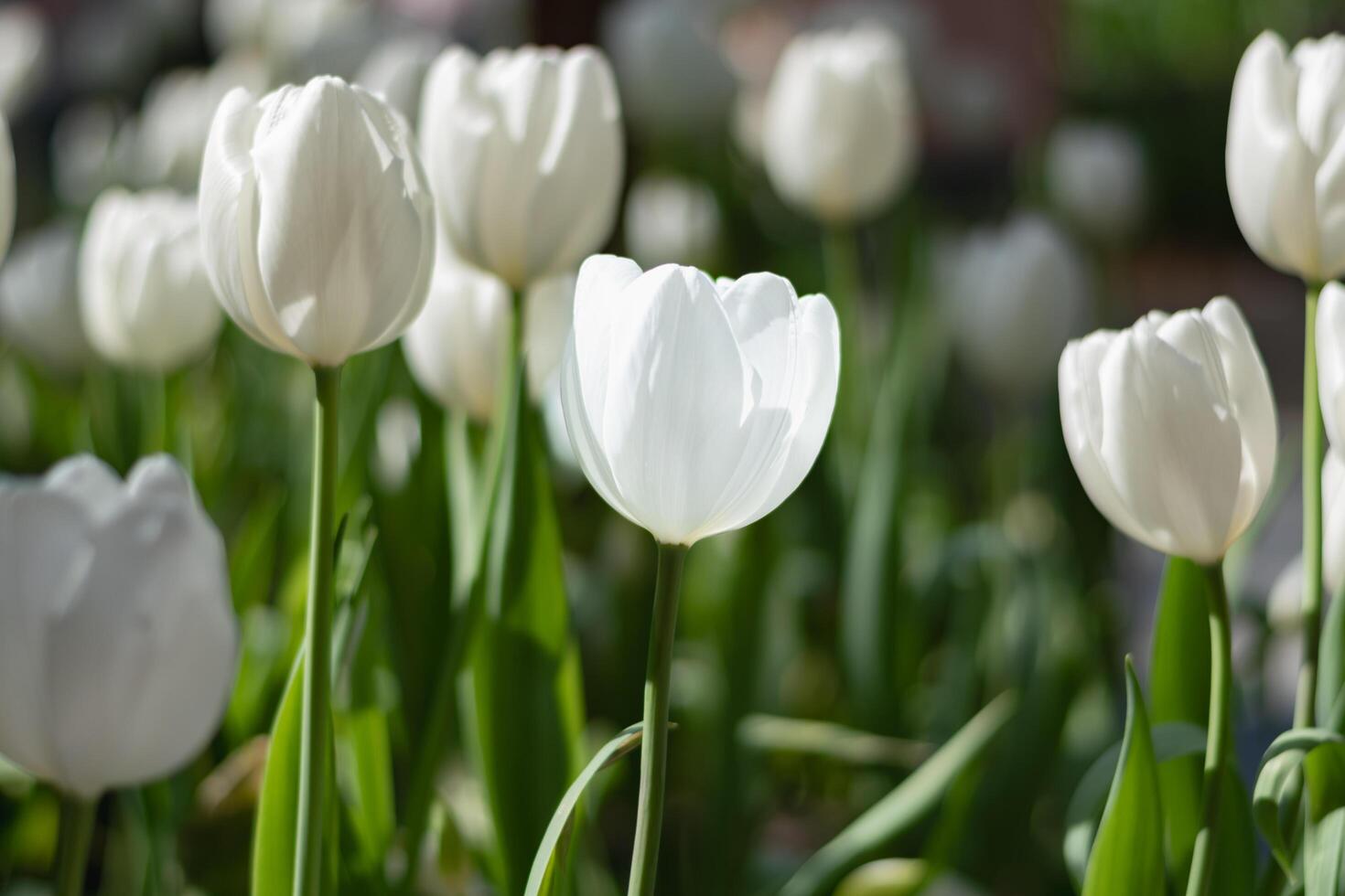 White tulip flower head blooming in local park in late morning. photo
