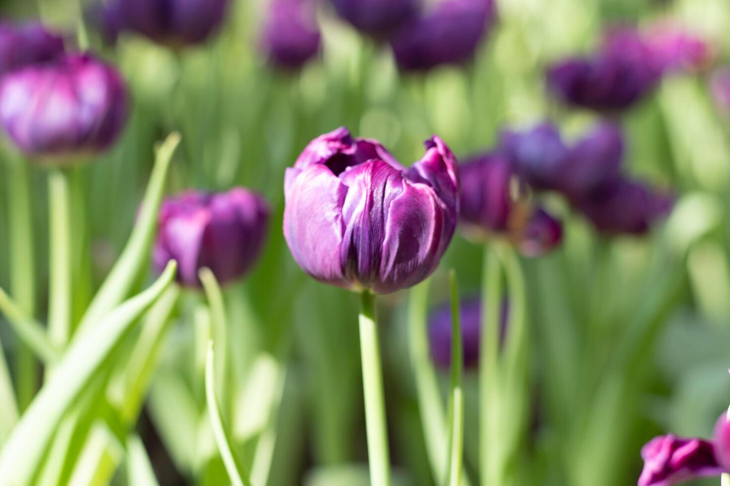 Violet tulip flower in local park, late morning light. photo