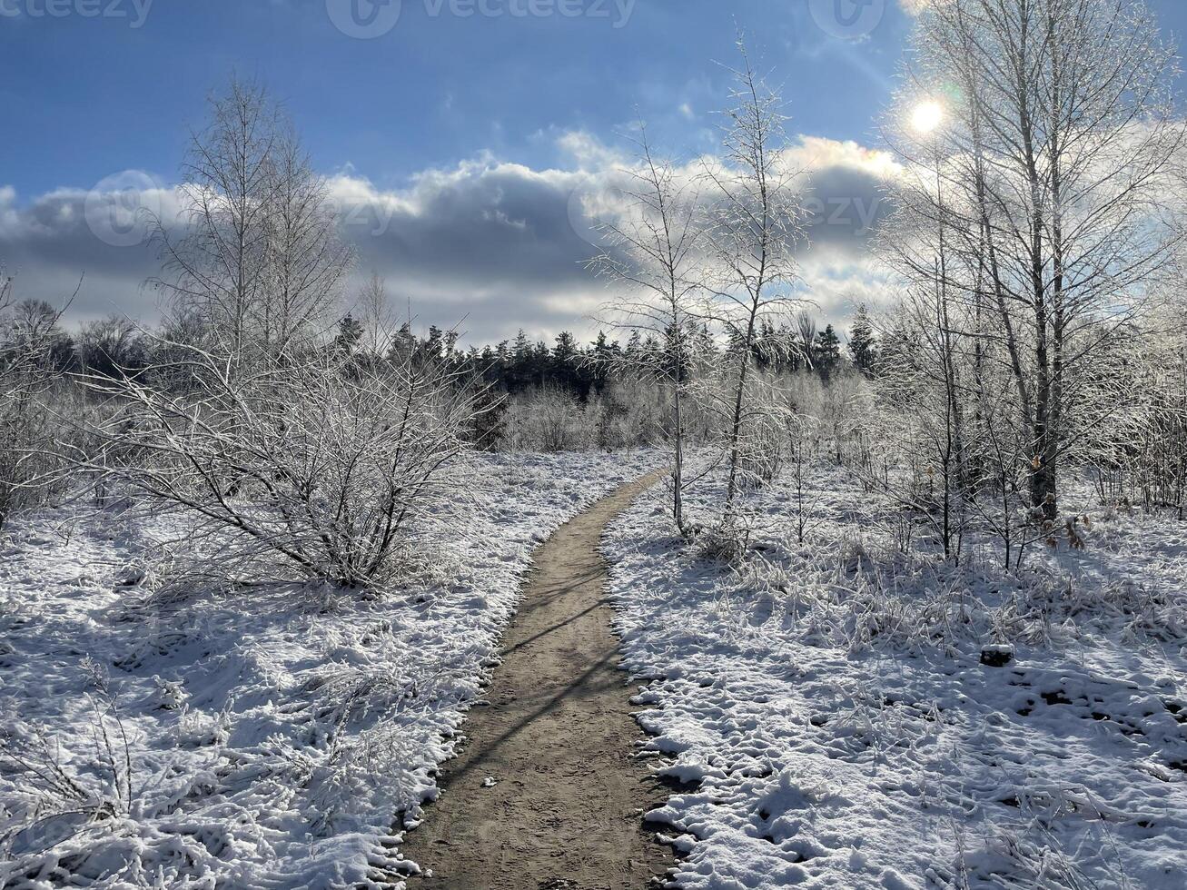 Winter snowy forest with frost-covered trees and silence 43 photo