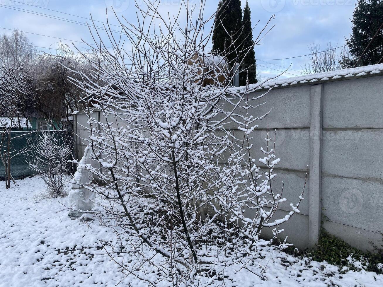 Snow-covered trees and plants in a frosty winter scene 37 photo