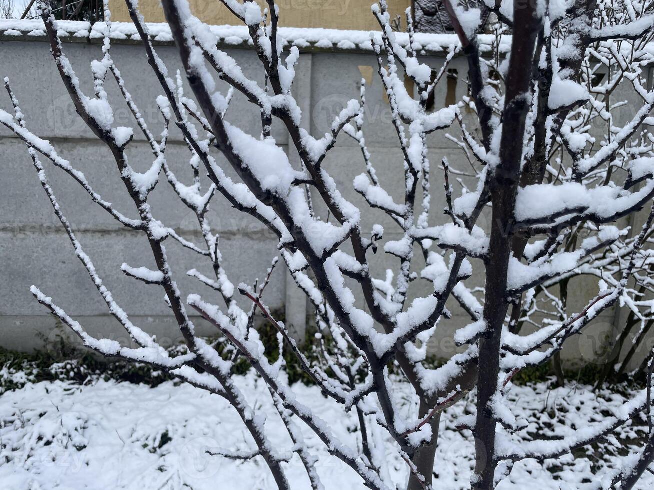 Snow-covered trees and plants in a frosty winter scene 44 photo