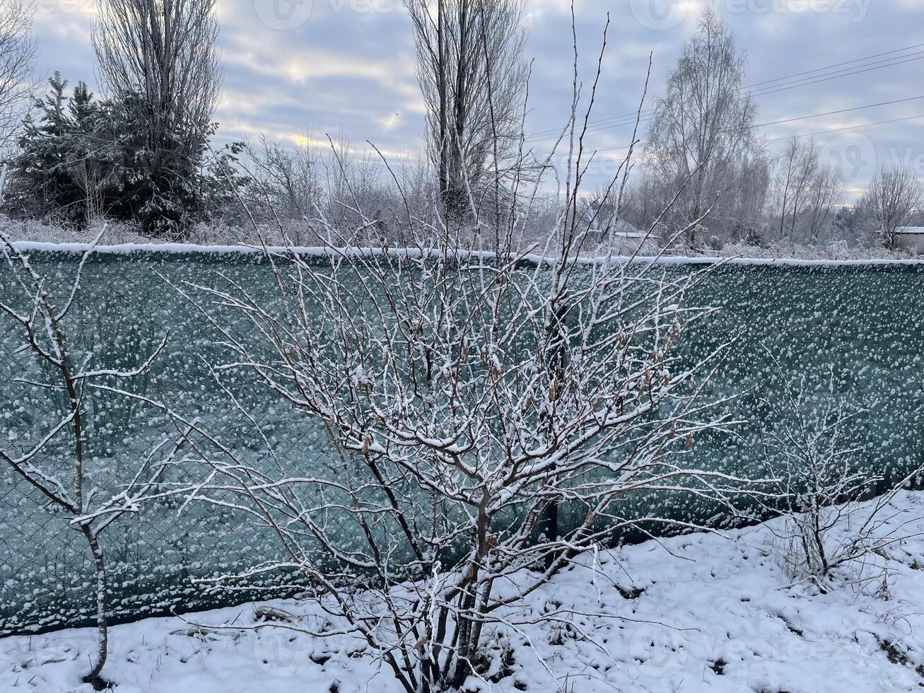 Snow-covered trees and plants in a frosty winter scene 10 photo