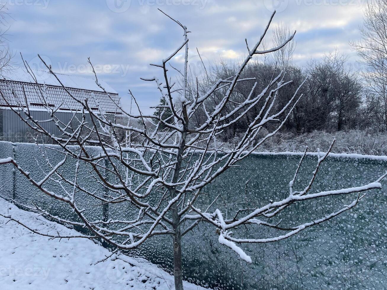 Snow-covered trees and plants in a frosty winter scene 30 photo