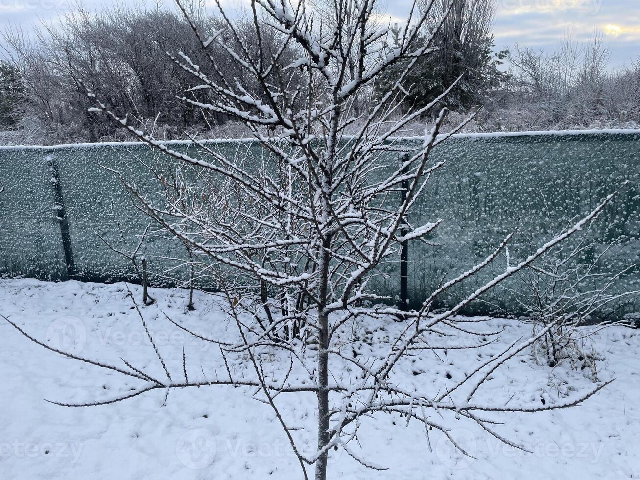 Snow-covered trees and plants in a frosty winter scene 56 photo