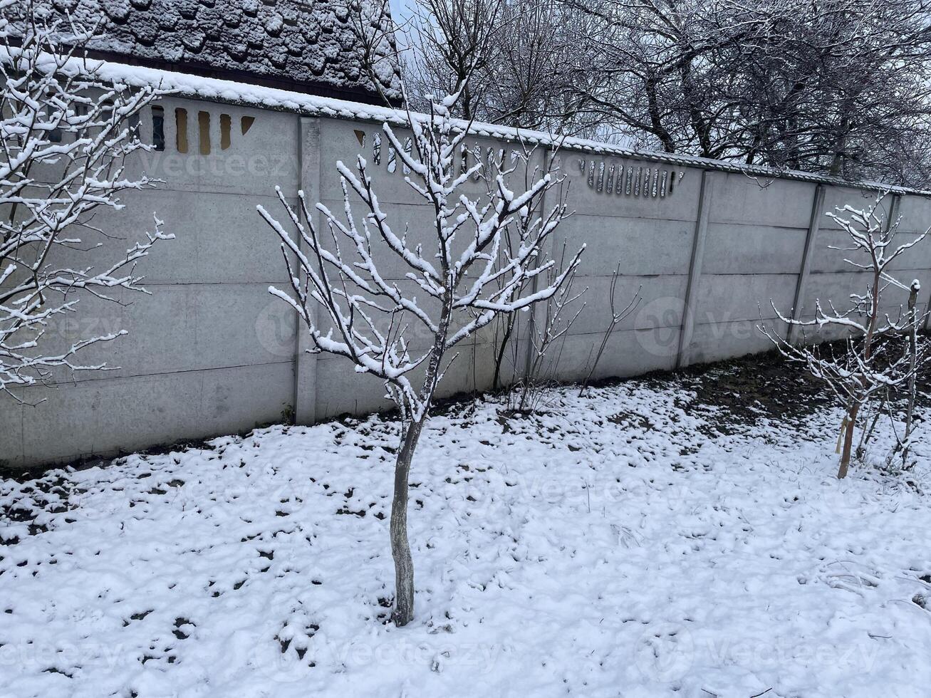 Snow-covered trees and plants in a frosty winter scene 45 photo