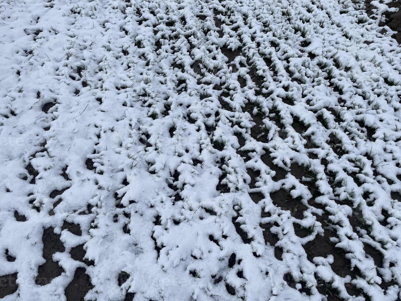 Winter snowy field under a clear blue sky 7 photo