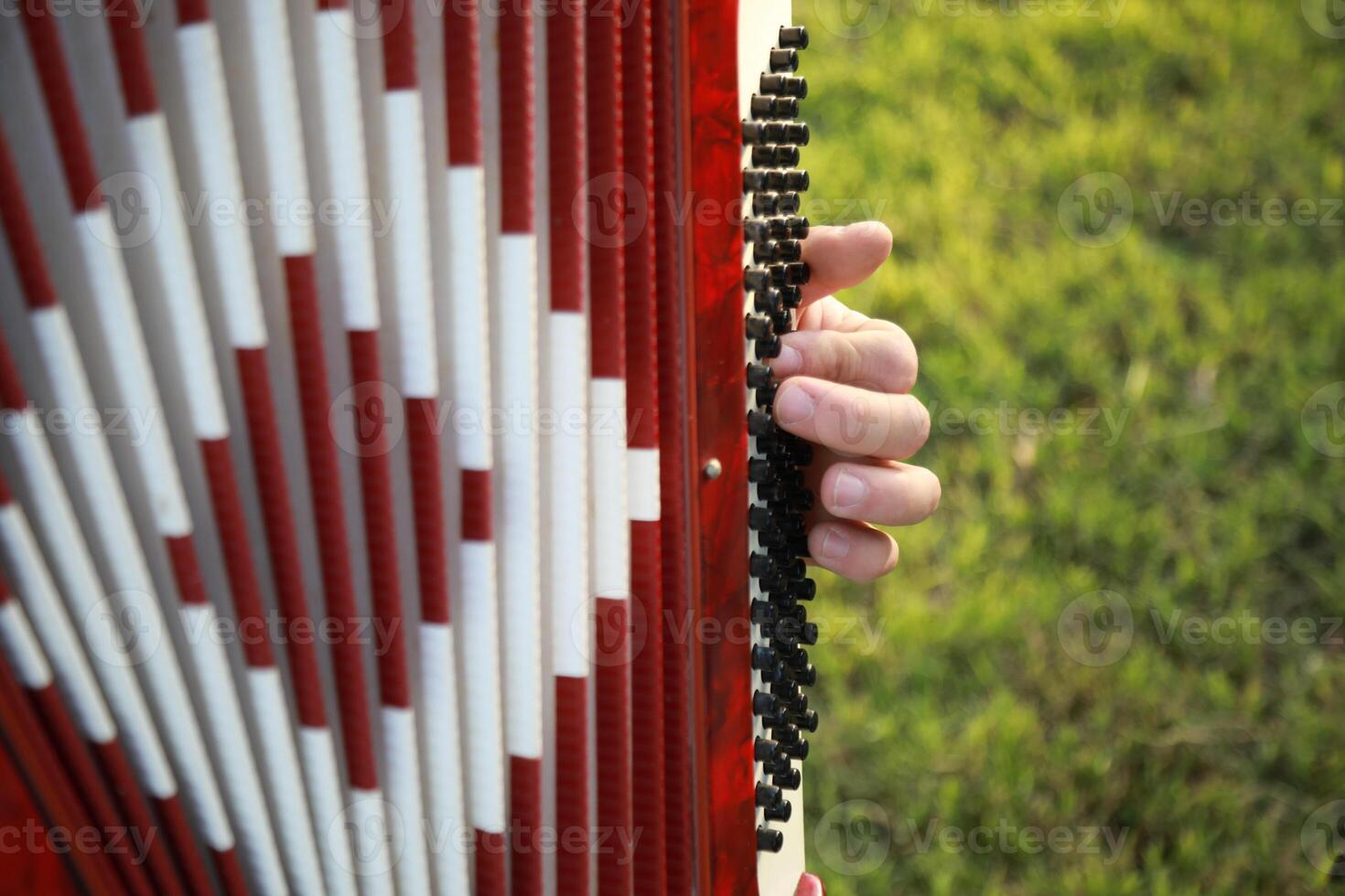 Hands Of A Professional Player On The Accordion Buttons photo
