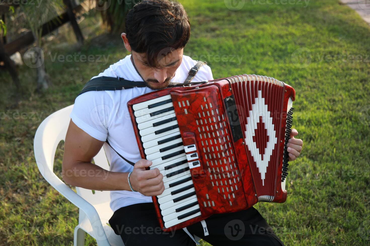 Enchanted Grove Resonating with Accordion Tunes photo