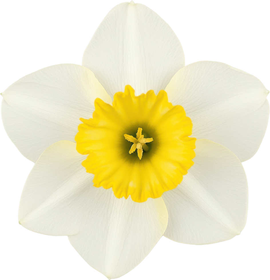 Close up of a vibrant white daffodil blossom with a bright yellow center A beautiful spring flower png