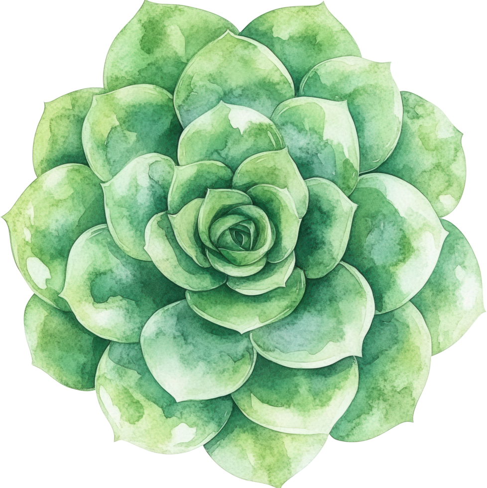 Lush Green Echeveria Succulent Watercolor Painting Botanical Illustration Perfect for Decor png