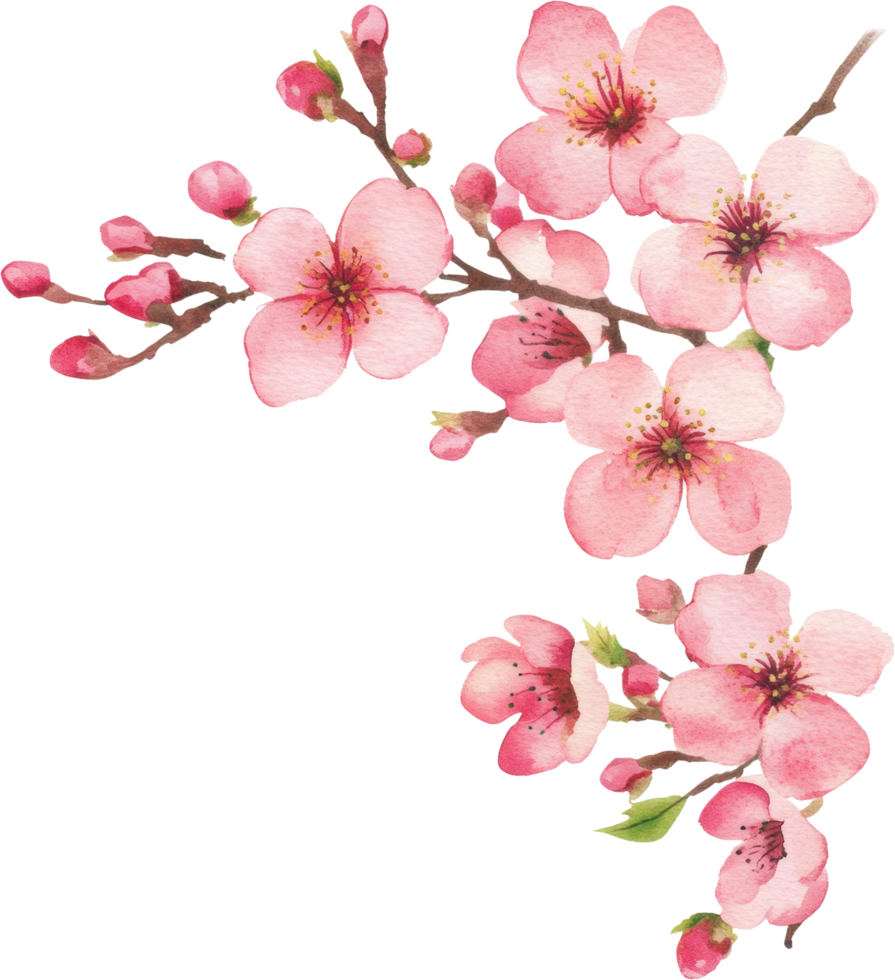 Delicate Pink Cherry Blossom Branch Watercolor Painting Spring Floral Design png