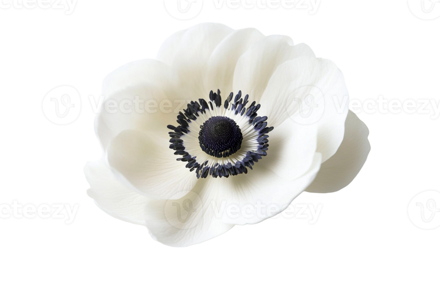 Anemone Flower with Delicate Details png
