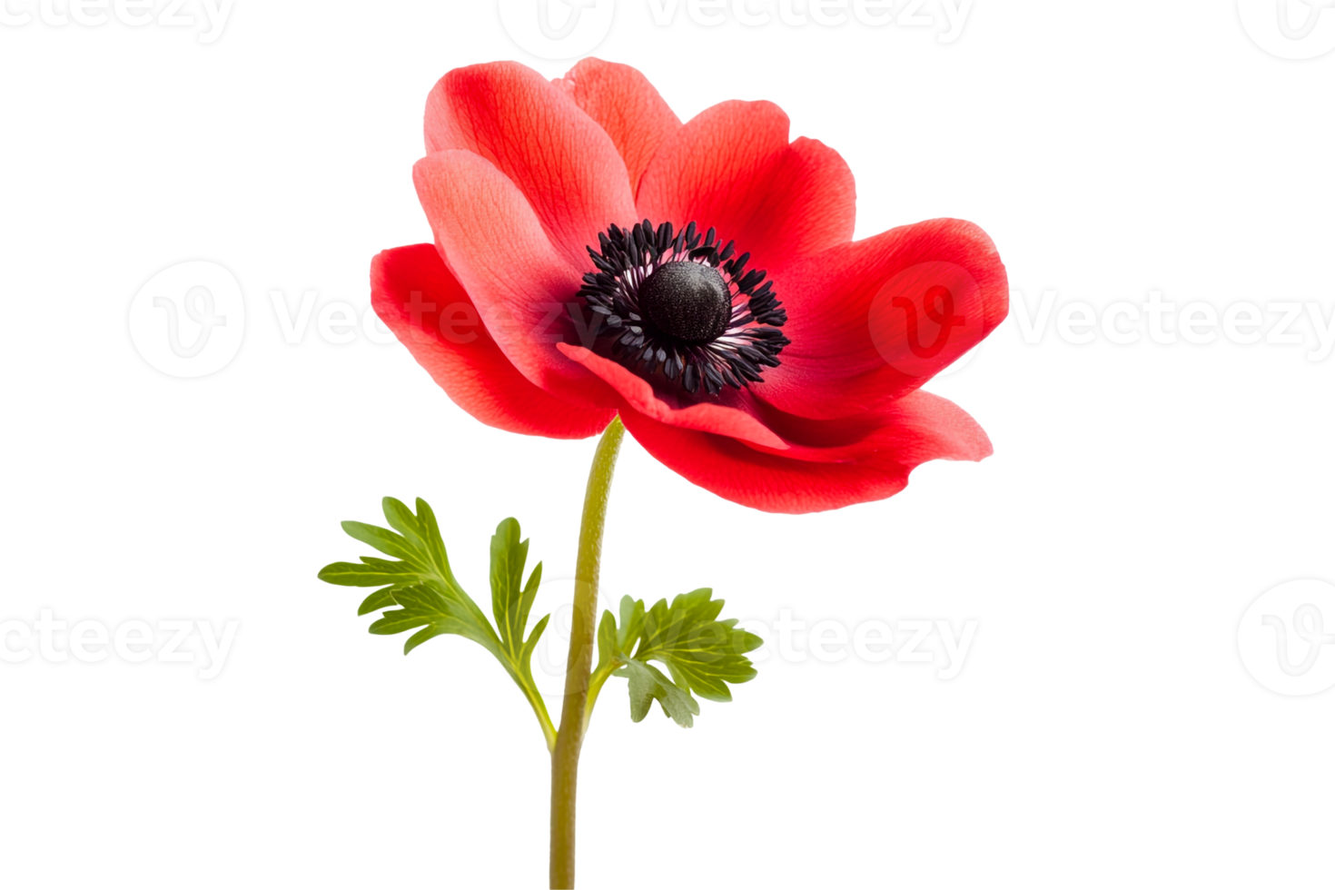 Anemone Flower in Artistic Composition png