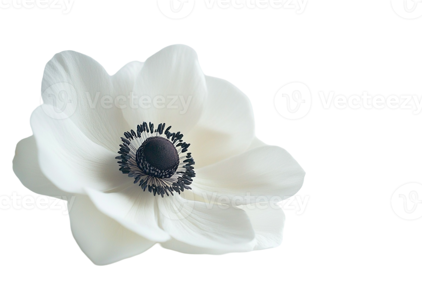 Close-Up of a Single Anemone Bloom png