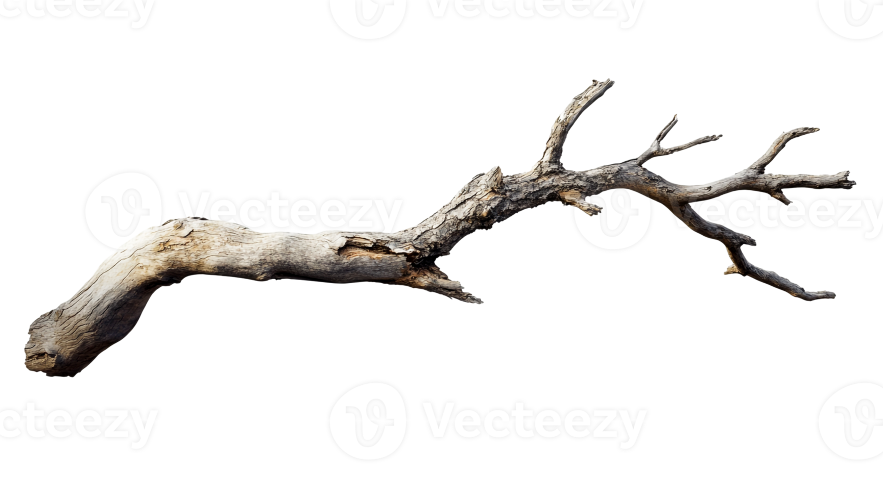 Dry and Aged Tree Branch png