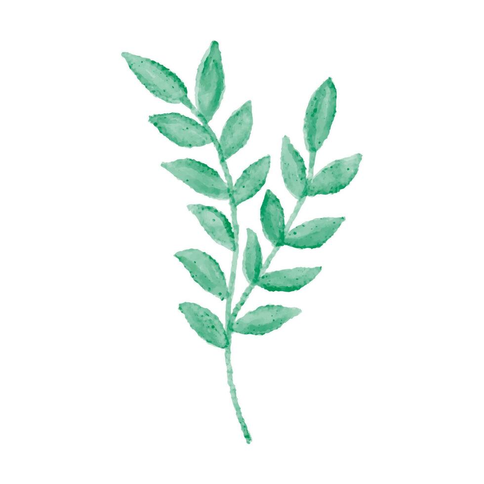 hand drawn watercolor illustration isolated on white background. Botanical clipart. Green branch leaves, herbs. Floral Design elements for wedding invitations, greeting cards, posters, blogs vector