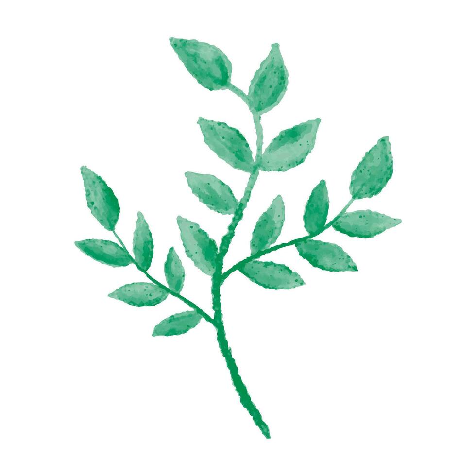hand drawn watercolor illustration isolated on white background. Botanical clipart. Green branch leaves, herbs. Floral Design elements for wedding invitations, greeting cards, posters, blogs vector