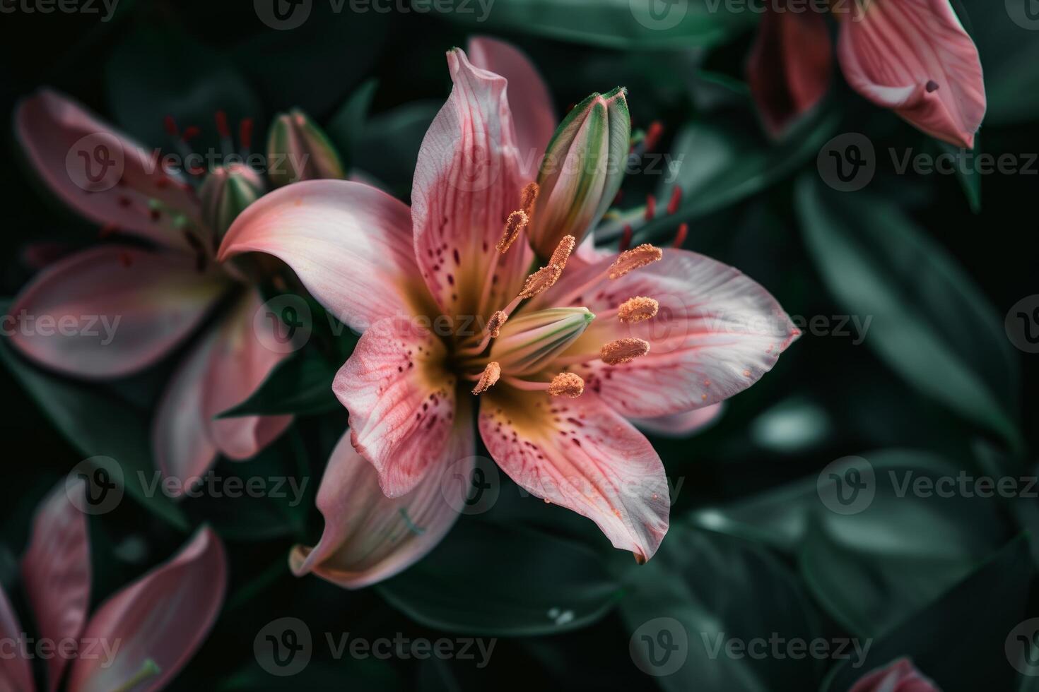 Pink lily flower blooming in a garden photo