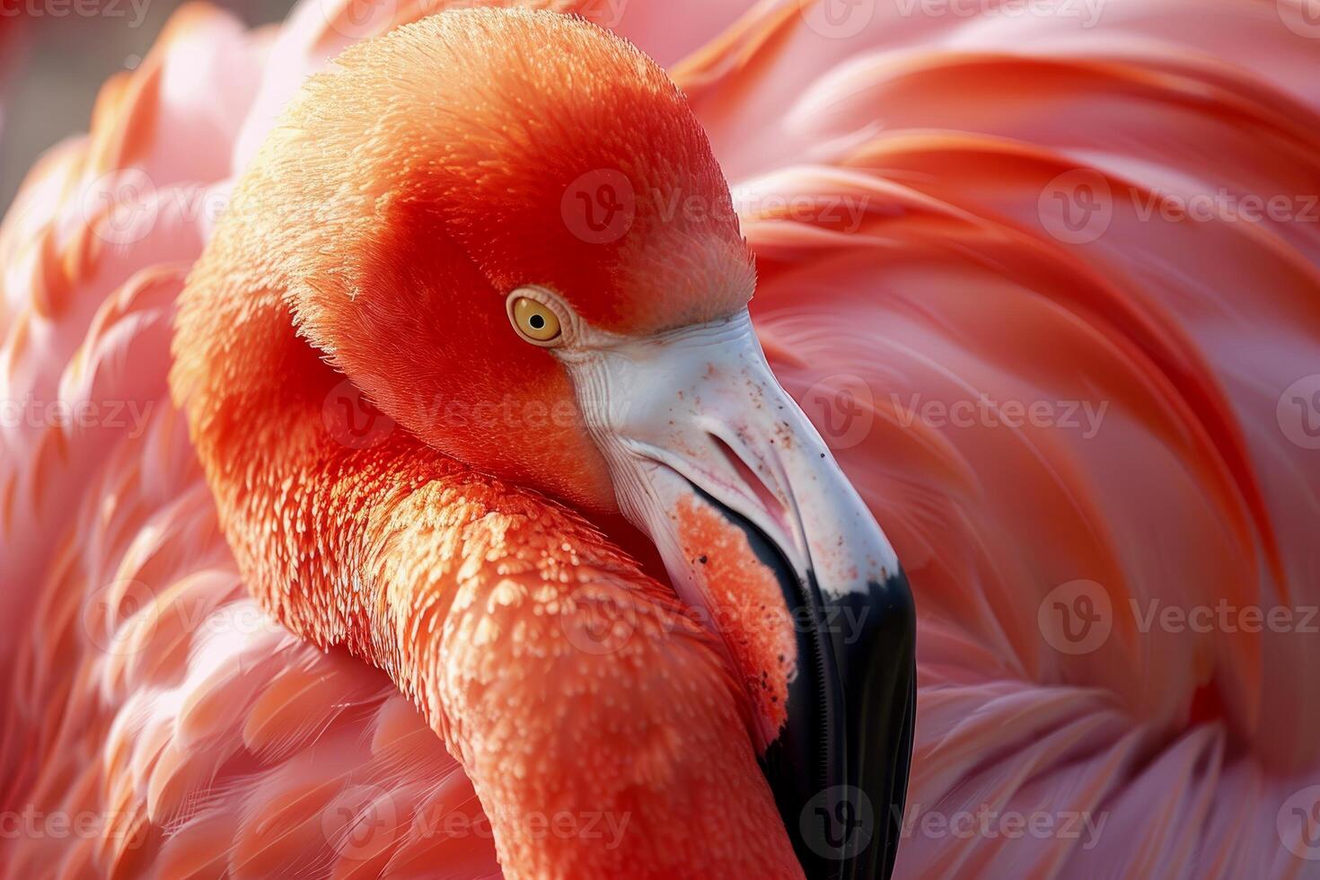 Pink flamingo resting its head on its back photo