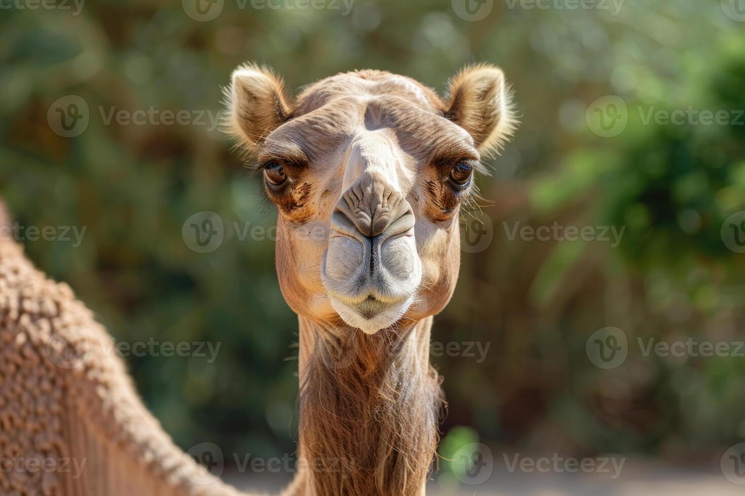 Dromedary camel posing in front of green vegetation photo