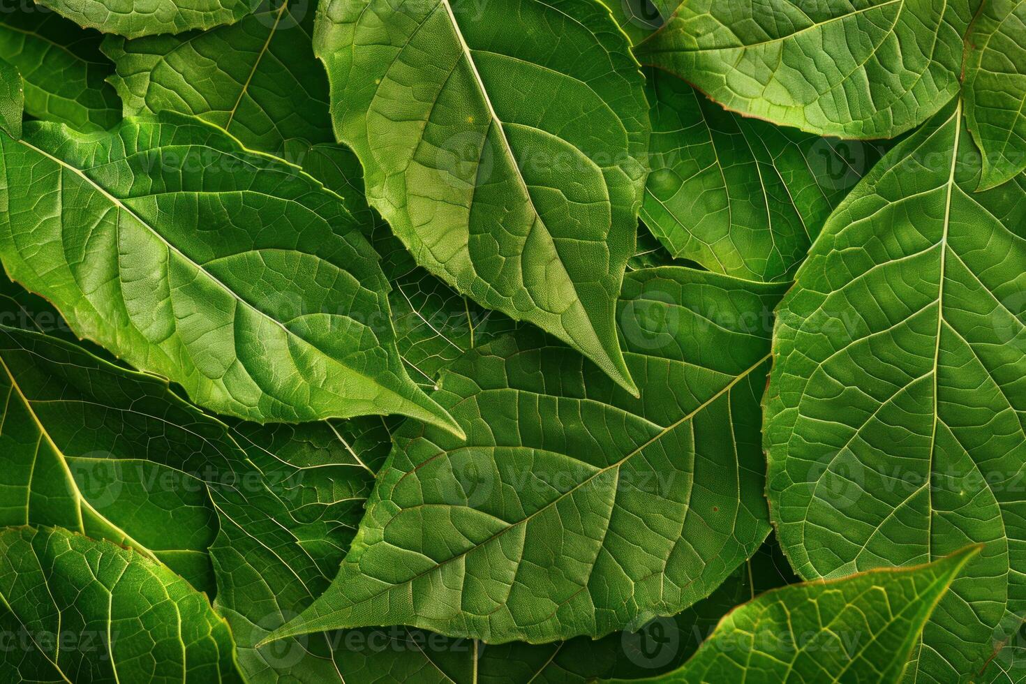Green leaves background showing nature and freshness photo