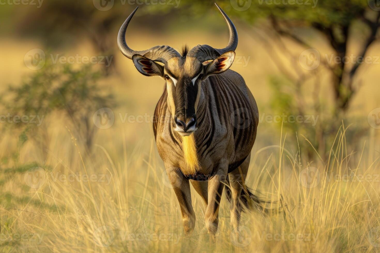 Majestic nyala bull walking through golden grassland photo