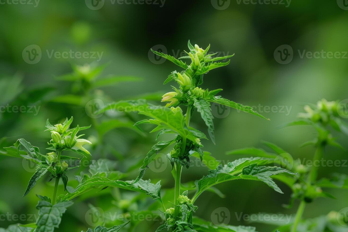 Leonurus cardiaca motherwort plant growing wild in nature photo