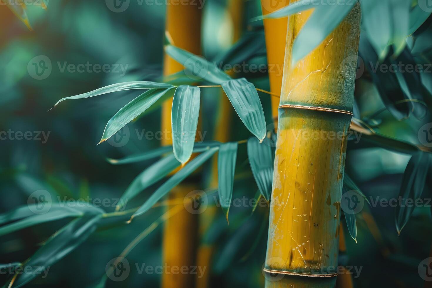 Close up of yellow bamboo stalks growing in forest photo