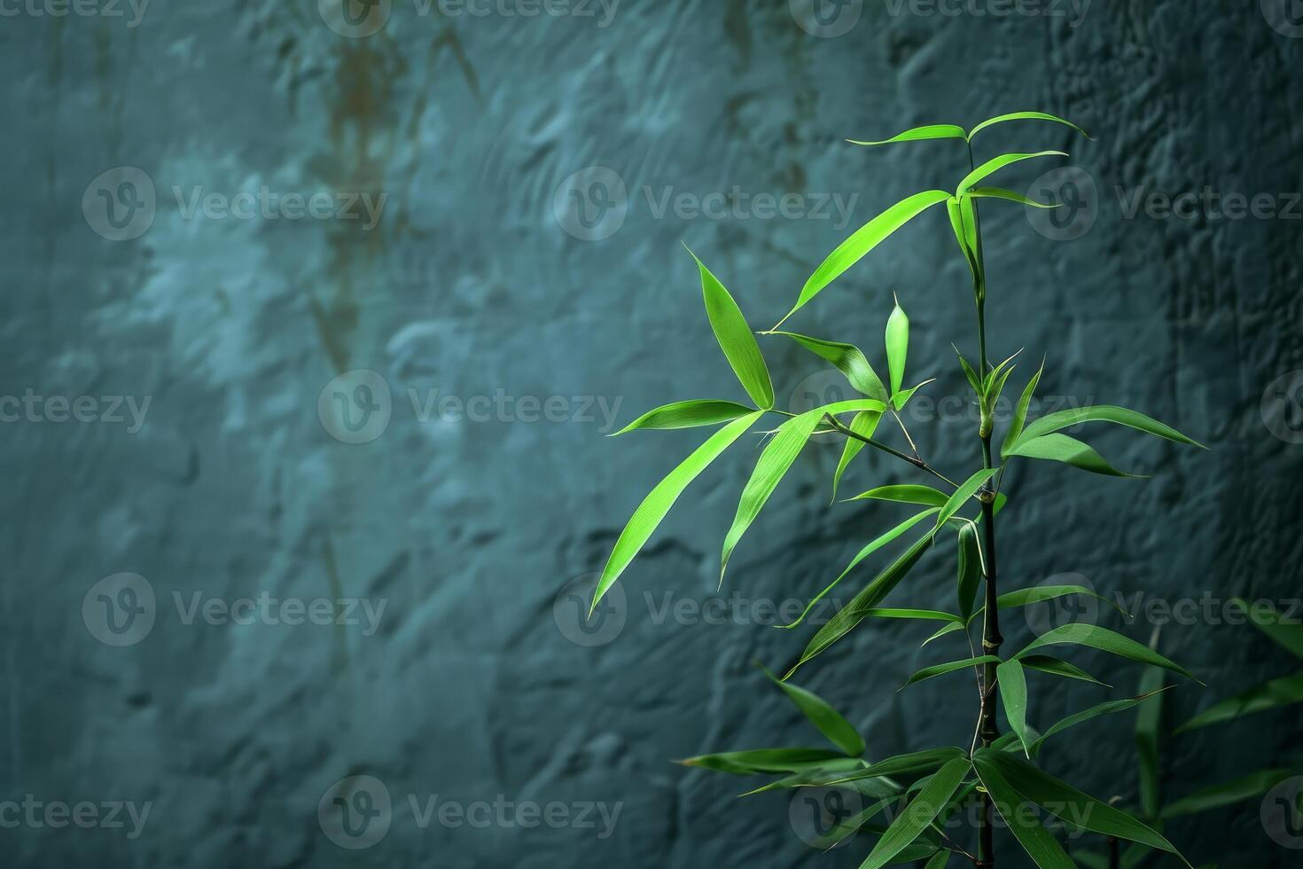 Bamboo plant growing in front of textured wall photo