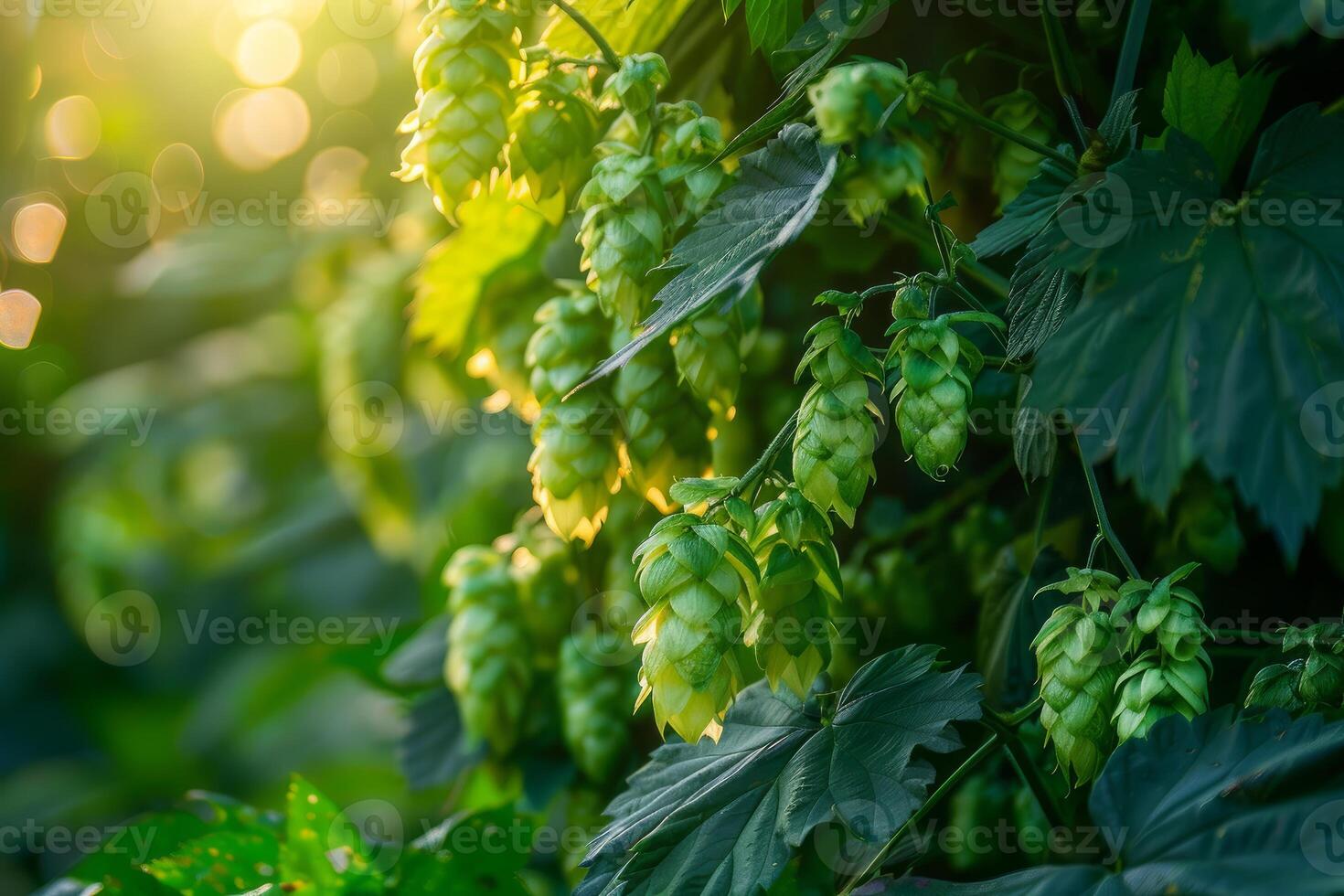 Common hop cones growing in a field at sunset photo