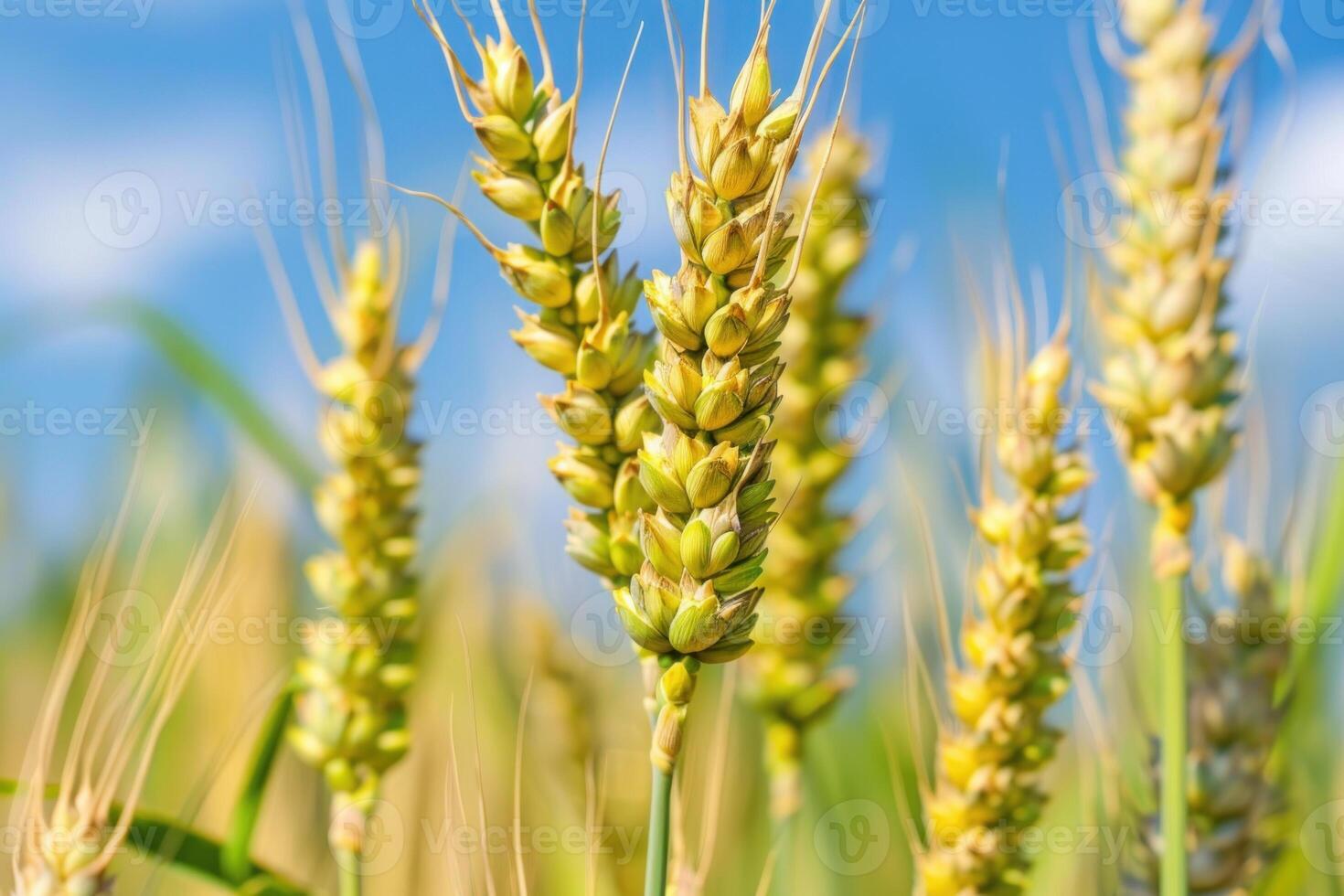 Golden wheat growing in field under blue sky photo